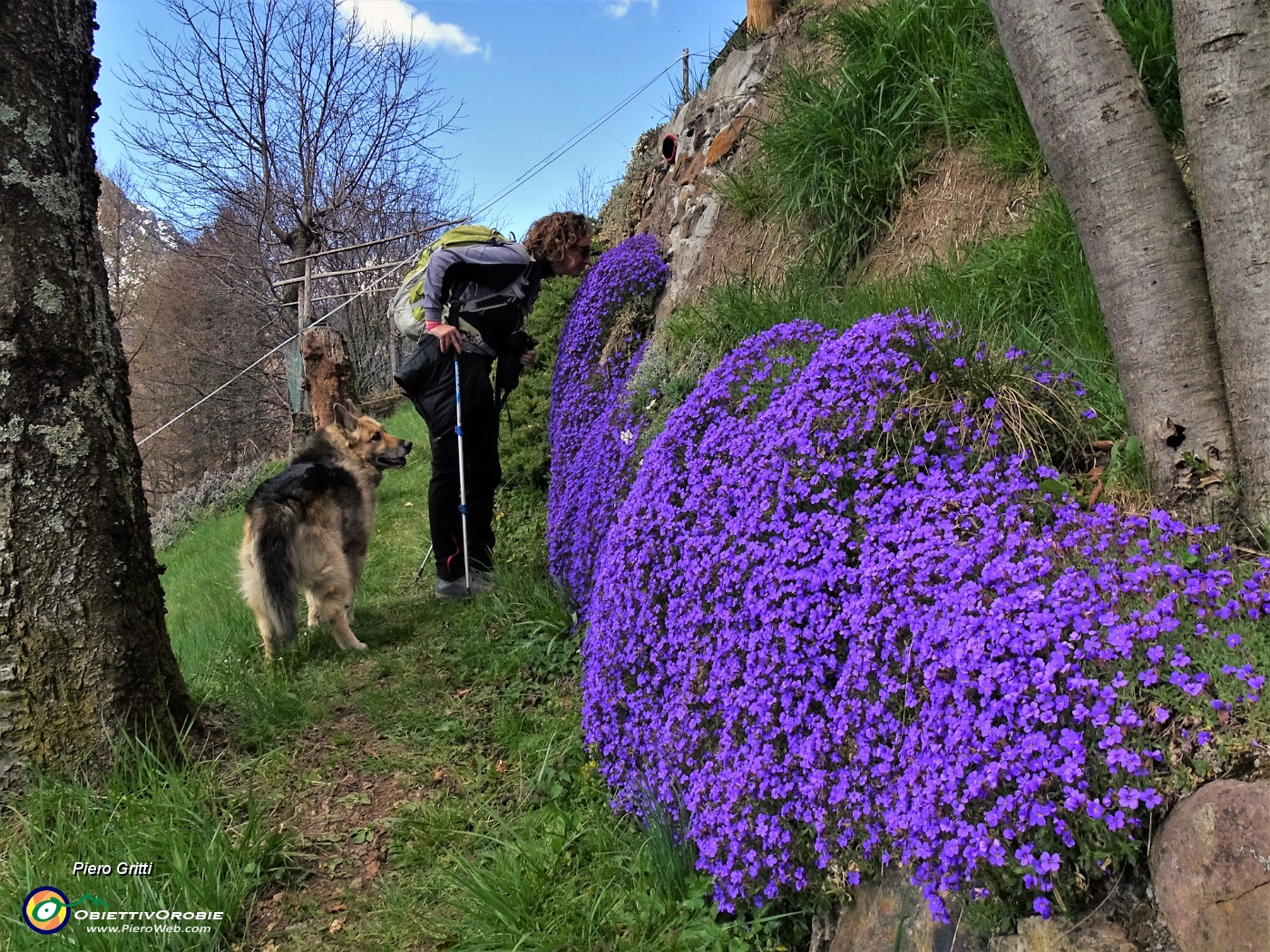 21 Alla Baita Brusada bellissima Aubrieta in piena fioritura.JPG